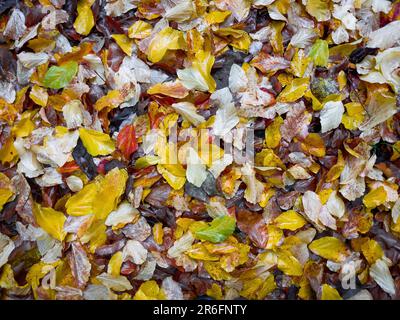 Eine große Ansammlung von Herbstblättern auf üppigem grünen Gras in einer malerischen Parklandschaft Stockfoto