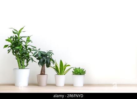 Verschiedene Zimmerpflanzen in der Höhe, die höchsten zu kleinsten, an weißen Wänden, auf Holzboden, erfrischen und dekorieren die geräumigen Zimmer Stockfoto
