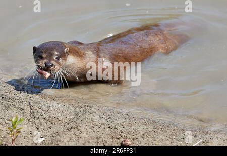 09. Juni 2023, Schleswig-Holstein, Tönning: Eine Otterfrau ernährt sich im Außenbereich der neuen Otteranlage am Nationalpark-Zentrum Multimar Wattforum. Umweltminister Tobias Goldschmidt eröffnete die neue Otteranlage im Nationalpark-Zentrum Multimar Wattforum. Foto: Georg Wendt/dpa Stockfoto