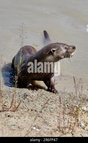 09. Juni 2023, Schleswig-Holstein, Tönning: Eine Otterfrau ernährt sich im Außenbereich der neuen Otteranlage am Nationalpark-Zentrum Multimar Wattforum. Umweltminister Tobias Goldschmidt eröffnete die neue Otteranlage im Nationalpark-Zentrum Multimar Wattforum. Foto: Georg Wendt/dpa Stockfoto