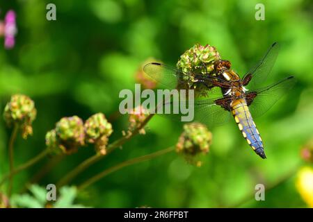 Breit-bodied Chaser Stockfoto