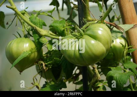 Eine Nahaufnahme unreifer grüner Tomaten, die an einer Rebe hängen Stockfoto