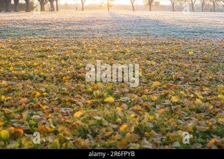 In Ilford im Osten Londons ist morgens ein Park mit Herbstfarbe teilweise frostig zu sehen. Stockfoto