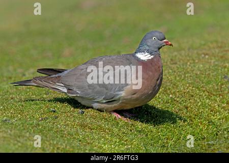 Wood Pigeon (Columba palumbus), Erwachsener, auf kurzem Gras stehend, Eccles-on-Sea, Norfolk, Großbritannien. April Stockfoto