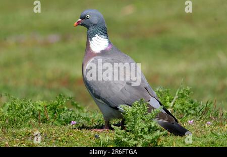 Wood Pigeon (Columba palumbus), Erwachsener, auf kurzem Gras stehend, Eccles-on-Sea, Norfolk, Großbritannien. Juni Stockfoto