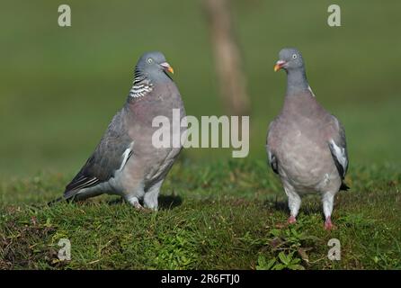 Holztaube (Columba palumbus) am Boden mit Männchen zur Ausstellung von Eccles-on-Sea, Norfolk, Großbritannien. September Stockfoto