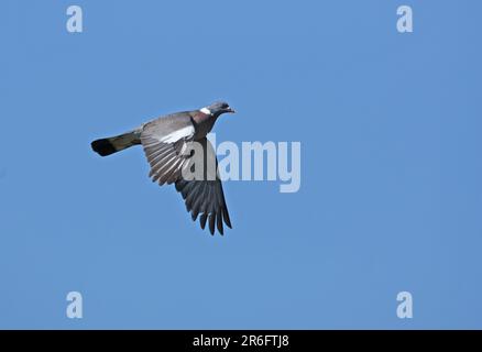 Wood Pigeon (Columba palumbus), Erwachsener im Flug Eccles-on-Sea, Norfolk, Großbritannien. Juli Stockfoto