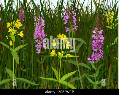 Drei Arten von europäischen Feuchtweidenblüten: Purple Loosestrife (Lythrum salicaria), Yellow Loosestrife (Lysimachia vulgaris), Marsh Hedgenettle (... Stock Vektor