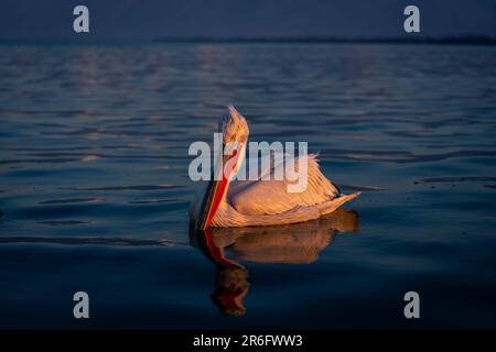 Dalmatinische Pelikane, die auf dem See schwebend sind Stockfoto