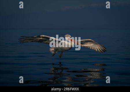 Dalmatinische Pelikane gleiten über den See bei Bergen Stockfoto