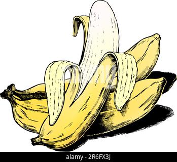 Klassische 1950er-Bananen im geätzten Stil. Detailgetreue Schwarzweiß-Aufnahmen aus authentischen handgezeichneten Rubbelbrettern mit vollständiger Farbgebung. Stock Vektor