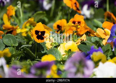Viola dreifarbige dekorative bunte Blumen wachsen an einem sonnigen Tag in einem Garten. Makrofoto mit selektivem Weichzeichner Stockfoto