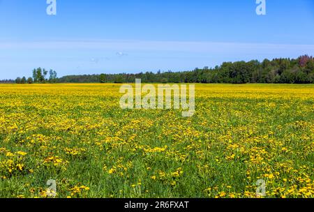 Sommerlandschaft, Feld mit blühenden Löwenzahnen unter blauem Himmel an einem sonnigen Tag Stockfoto
