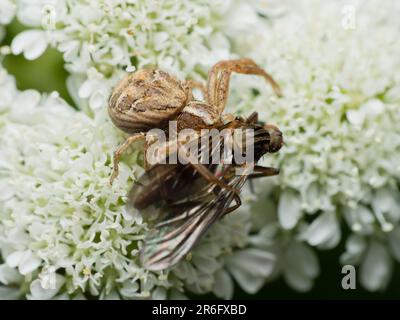 Der stille Jäger: Eine geduldige Spinne lauert in ihrem komplizierten Netz, bereit für Beute, um sich in die Nähe zu wagen, und zeigt das empfindliche Gleichgewicht der Geduld der Natur Stockfoto