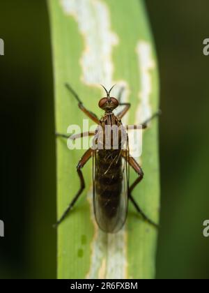 Die komplizierte Welt der Natur: Eine faszinierende Nahaufnahme einer Fliege, die auf üppigem Laub liegt und die komplexe Schönheit der kleinsten Kreaturen enthüllt Stockfoto