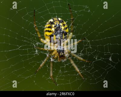 Der stille Jäger: Eine geduldige Spinne lauert in ihrem komplizierten Netz, bereit für Beute, um sich in die Nähe zu wagen, und zeigt das empfindliche Gleichgewicht der Geduld der Natur Stockfoto