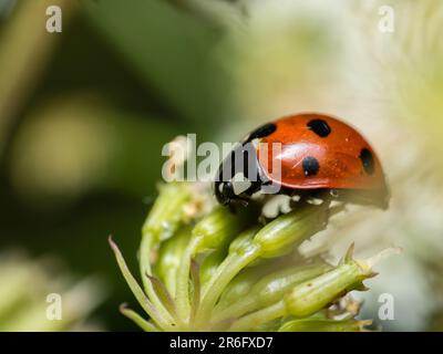 Tauchen Sie ein in die Miniaturwelt der fesselnden Kreaturen: Makromagie – Ein genauerer Blick zeigt die Schönheit und Wunder von Insekten, wo jedes Detail zu sehen ist Stockfoto