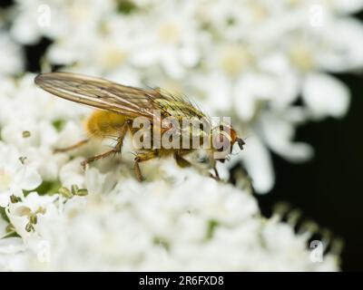 Die komplizierte Welt der Natur: Eine faszinierende Nahaufnahme einer Fliege, die auf üppigem Laub liegt und die komplexe Schönheit der kleinsten Kreaturen enthüllt Stockfoto