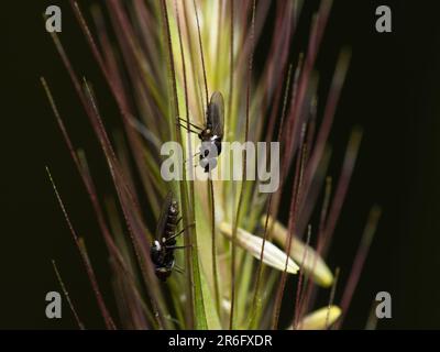 Die komplizierte Welt der Natur: Eine faszinierende Nahaufnahme einer Fliege, die auf üppigem Laub liegt und die komplexe Schönheit der kleinsten Kreaturen enthüllt Stockfoto