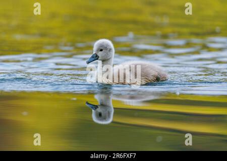 Ein stummer Schwan Gosling auf einem See Stockfoto