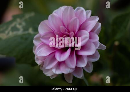 Eine Nahaufnahme einer blühenden rosa Dahlienblume in einem Garten Stockfoto