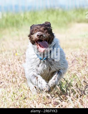 Ein rothaariger, weisender Griffon, frei in der Natur Stockfoto