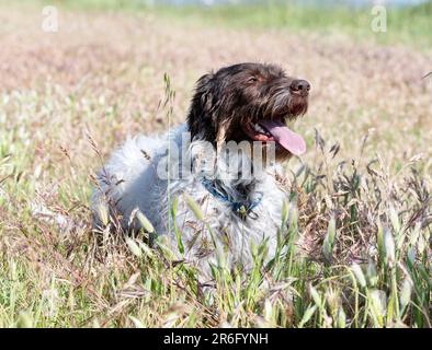 Ein rothaariger, weisender Griffon, frei in der Natur Stockfoto