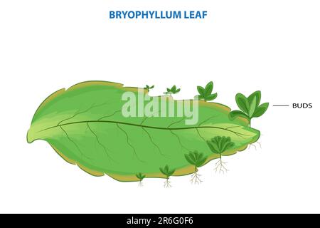 Nahaufnahme eines Bryophyillum-Blatts mit mehreren Knospen Stockfoto