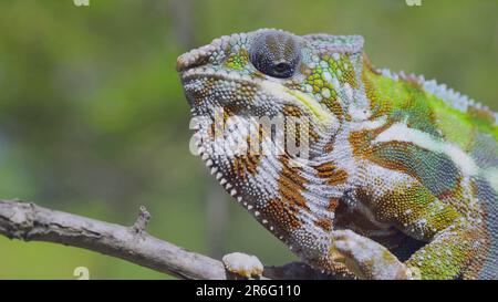 9. Juni 2023, Oblast Odessa, Ukraine: Nahaufnahme des neugierigen Panther Chamäleons (Furcifer pardalis) schaut sich an sonnigen Tagen um. (Kreditbild: © Andrey Nekrasov/ZUMA Press Wire) NUR REDAKTIONELLE VERWENDUNG! Nicht für den kommerziellen GEBRAUCH! Stockfoto