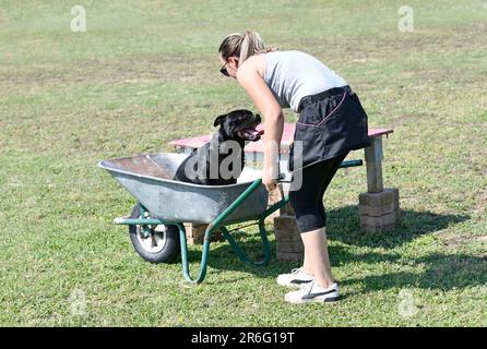 staffordshire Bull Terrier Training für Gehorsam Disziplin Stockfoto