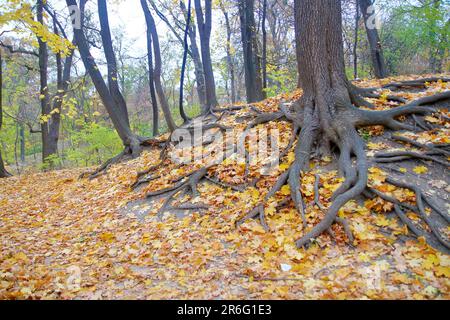 Das Foto wurde in einem öffentlichen Park in Kiew aufgenommen. Das Bild zeigt das Herbstlaub, das die mächtigen Wurzeln des Baumes bedeckt. Stockfoto