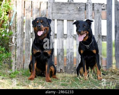 französischer Schäferhund und Rottweiler in der Natur im Sommer Stockfoto