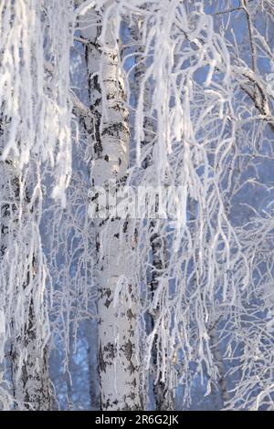 Frostbedeckte Birkenäste an einem klaren frostigen sonnigen Tag Stockfoto