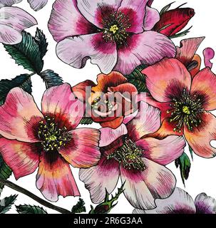 Persischer Rosenbusch. Eine Blüte mehrerer Blumen. Aquarell-Illustration, handgezeichnet. Blumen in verschiedenen Farben, viele Farbtöne. Stockfoto