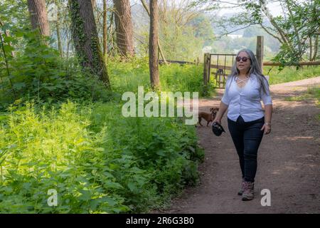 Reife Frau, die mit ihrem Hund auf einem Wanderweg mit vielen grünen Laubbäumen auf nebligen Hintergrund läuft, Freizeitkleidung, Sonnenbrille, lange graue Haare, Su Stockfoto