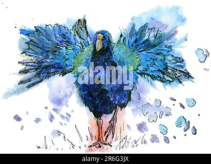 Aquarell-Takahe-Vogel mit Spritzer. Handgezeichnete Aquarelldarstellung auf weißem Hintergrund. Der Vogel läuft mit ausgestreckten Flügeln Stockfoto