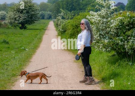 Reife Frau, die neben ihrem Hund auf einem Wanderweg steht, grüne Bäume auf nebligen Hintergrund, lässige Kleidung, Sonnenbrille, lange graue Haare, sonnige Quelle Stockfoto