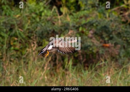 Gadwall oder Mareca strepera, eine häufige und weit verbreitete Duftente, beobachtet in Gajoldaba in Westbengalen, Indien Stockfoto