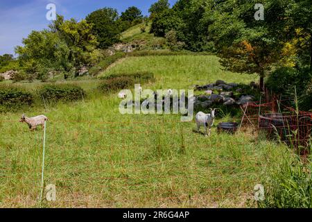 Ziegen im Schatten eines Baumes und andere stehen auf grünem Gras, Eintritt zum Naturschutzgebiet Bemelerberg, Hügel mit üppigen Bäumen im Hintergrund, sonniges Spri Stockfoto