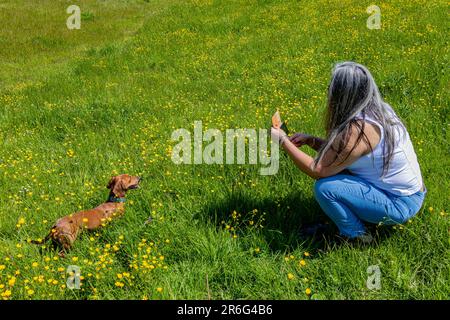 Reife Frau, die mit ihrem Handy Fotos auf ihrem braunen Dackel macht, der zwischen grünem Gras mit kleinen gelben Blumen steht, sonniger Tag Stockfoto