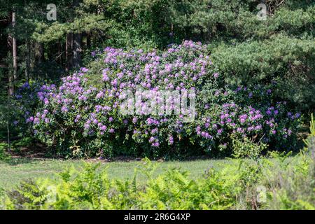 Rhododendron Ponticum in Blume, invasive Pflanze in Heidenlandschaft bei Barossa Common, Surrey, England, Großbritannien Stockfoto