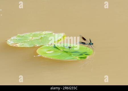 Bänder demoiselle damselfly (Calopteryx splendens) und Red-eyed damselfly (Erythromma najas) auf dem Wey & Arun Canal, England, Großbritannien, im Juni Stockfoto