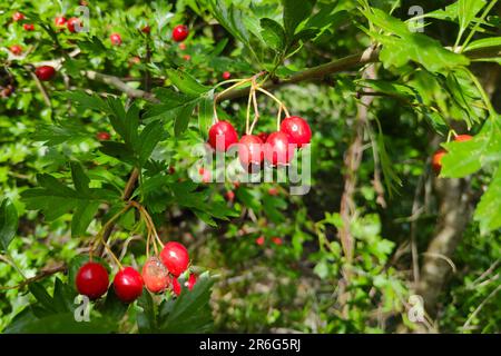 Nahaufnahme von hawthorne-Beeren, die in freier Wildbahn wachsen. Stockfoto