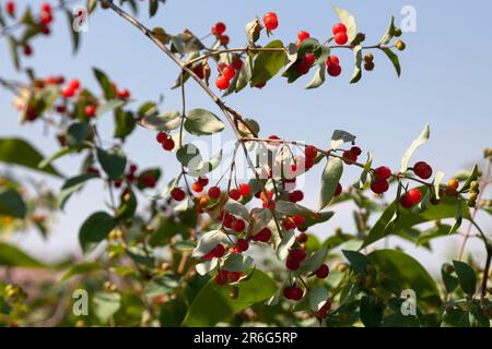 Nahaufnahme von European Fly Honeysuckle (Lonicera xylosteum). Stockfoto