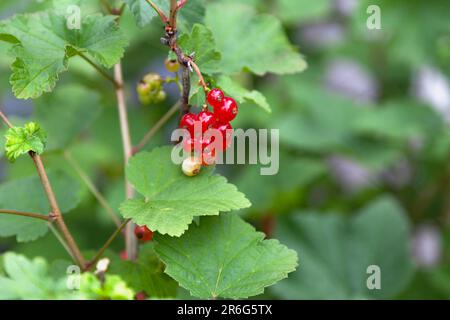 Nahaufnahme der roten Johannisbeeren. Stockfoto
