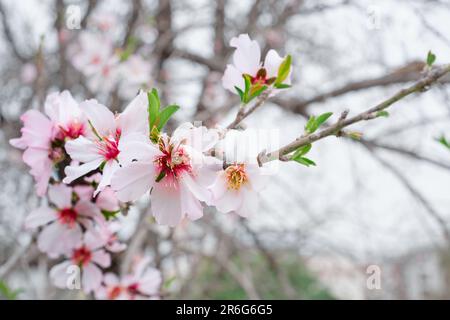 Blühender Mandelzweig, selektiver Fokus auf süßen Duftblumen, abstrakter Frühlingshintergrund mit verwischtem Bild mit pinkfarbenen Blumen. Wunderschönes Naturtalent Stockfoto