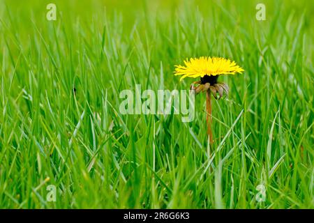 Löwenzahn (Taraxacum officinale), Nahaufnahme eines einzelnen isolierten gelben Blumenkopfes, der durch das ungeschnittene Gras am Rande eines Parks wächst. Stockfoto
