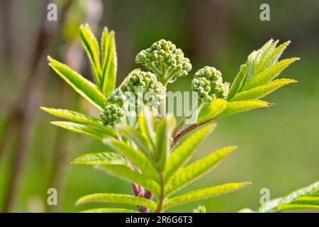 Rowan oder Bergreste (sorbus aucuparia), Nahaufnahme mit den Blättern, die sich zu öffnen beginnen, und einem Sprühnebel von Blütenknospen. Stockfoto