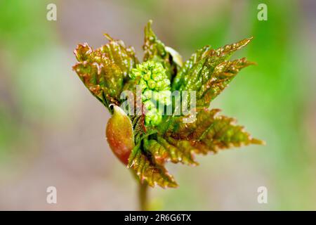 Sycamore (acer pseudoplatanus), Nahaufnahme einer Blattknospe, die sich im Frühling öffnet und die anfänglich roten Blätter und die darin befindlichen Blütenknospen enthüllt. Stockfoto