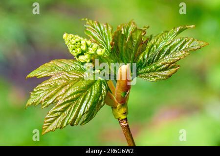 Sycamore (acer pseudoplatanus), Nahaufnahme einer Blattknospe, die sich im Frühling öffnet und die neuen Blätter und Blütenknospen enthüllt. Stockfoto